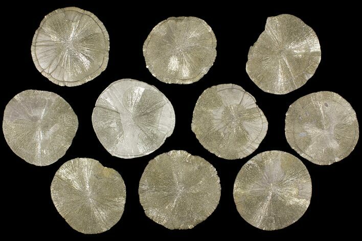 Lot: Pyrite Suns From Illinois - Pieces #91208